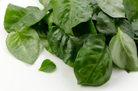 UNNANHYAKUYAKU, Okawakame,  Akazakazura, Anredera cordifolia, commonly known as Madeira-vine or mignonette vine.の写真素材