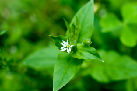 plant with flowers, chickweed,Stellaria media on green background.の写真素材