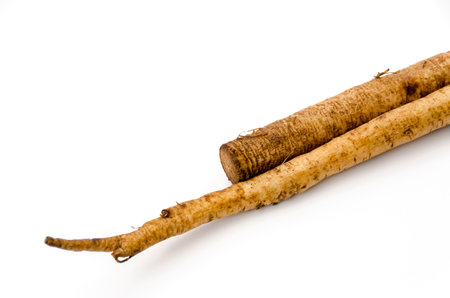 Washed edible burdock on white backgroundの写真素材