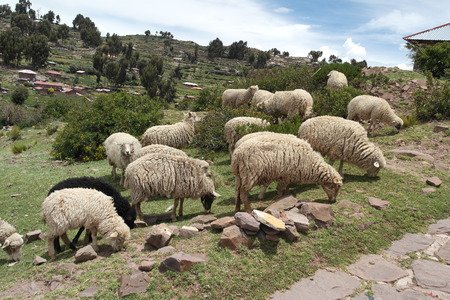 Sheepの写真素材