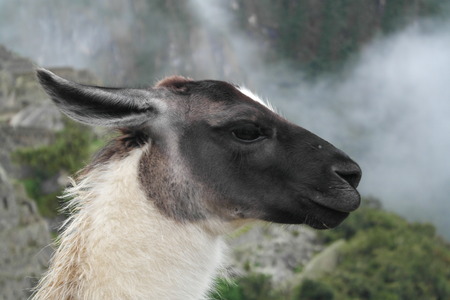 Alpacaの写真素材