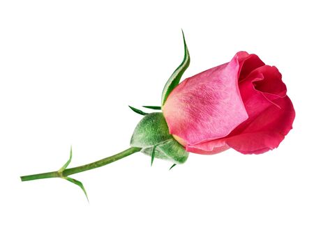 Rose isolated on white background.の写真素材