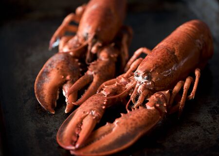 Seafood lobsters. Fresh beautiful large sea lobsters. Delicious lobster on a old table.の写真素材