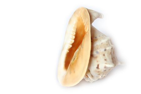Beach Object Conch