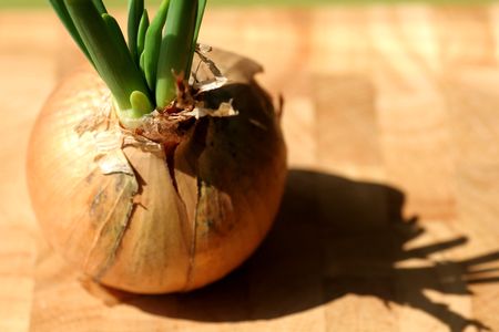 Onionの写真素材