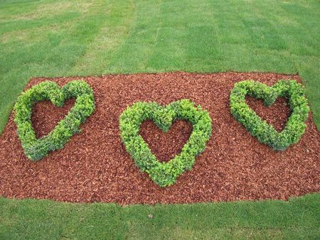 Heart grass natureの写真素材