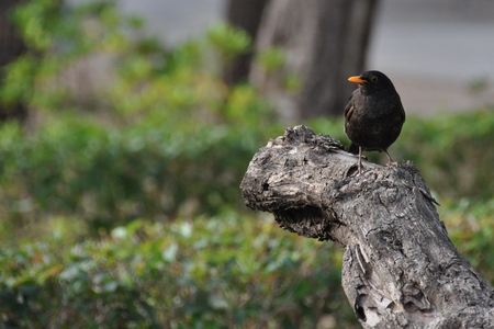 Black bird on the barkの写真素材