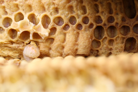 Croatia Honeycomb Bee Wax Poega Honey Larvae Beehiveの写真素材