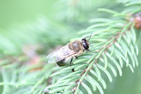 Croatia Hrvatska Hive Beehive Honey Honewax Bee Forest Wax