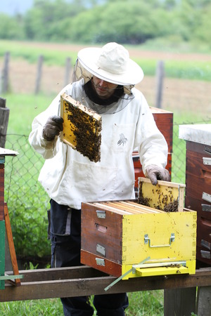 Beekeeper inspects Hives With Bee Honey in Slavonia Slavonija Croatiaのeditorial素材