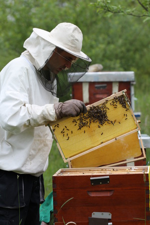 Beekeeper inspects Hives With Bee Honey in Slavonia Slavonija Croatiaのeditorial素材