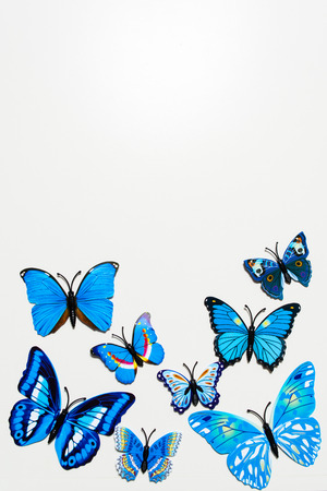 Blue butterfly on white background with copy space, top viewの写真素材
