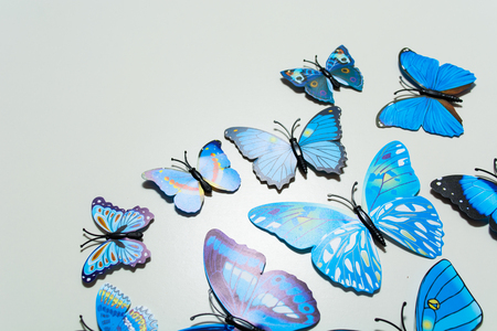Blue butterfly on white background with copy spaceの写真素材