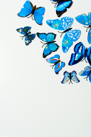 Blue butterfly on white background with copy space, top viewの写真素材