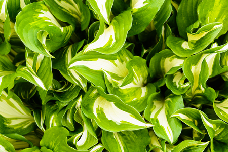 Texture of green leaf backgroundの写真素材