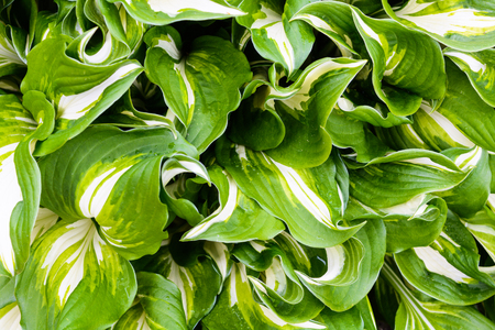 Leaf texture background. Green surface of ground textureの写真素材