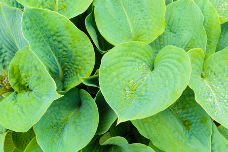 Leaf texture background. Green surface of ground textureの写真素材
