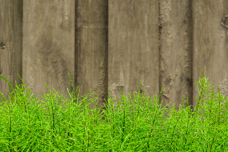 Wooden blurred background with plants in focus, selective focus with copy spaceの写真素材