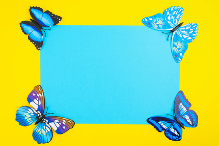 Blue butterfly on yellow background with blue paper with copy space in center, top viewの写真素材