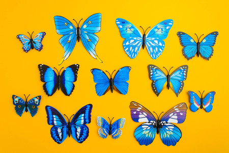 Blue butterfly on orange background, overhead viewの写真素材