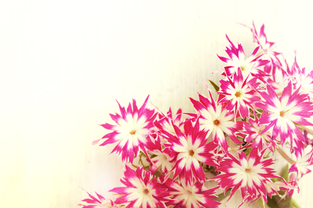 Toned flowers in corner over wooden background with copy spaceの写真素材