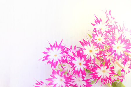 Small pink flowers over white wooden table with copy spaceの写真素材