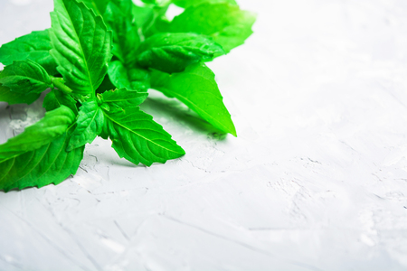 Closeup view of green fresh basil in corner with copy spaceの写真素材