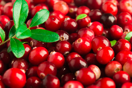 Fresh red cranberries with green leaves background with selective focusの写真素材