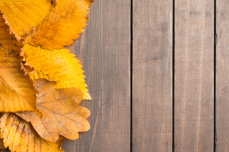 Autumn concept with textured yellow old leaves over brown wooden background with copy spaceの写真素材