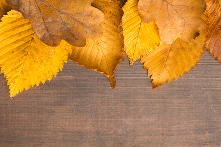 Autumn concept with textured yellow dirty leaves over wooden background with copy spaceの写真素材