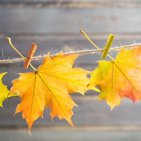 Autumn concept with maple leaves on rope on wooden background, square shot
