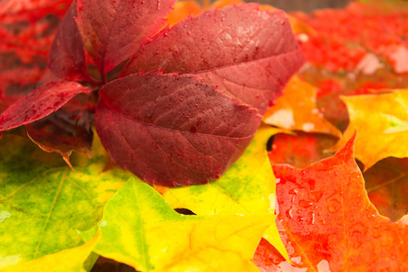Rainy autumn colorful leaves outdoors background with selective focus