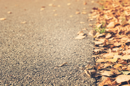 Autumn dry yellow leaves over pavement with copy space, selective focus, toned photoの写真素材
