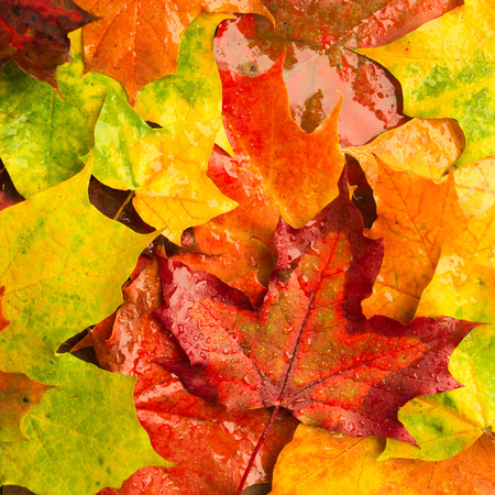 Background of rainy maple leaves, square shot overhead viewの写真素材