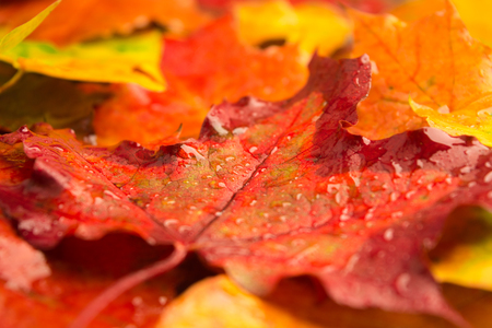 Closeup rainy red bright maple leaf autumn background designの写真素材