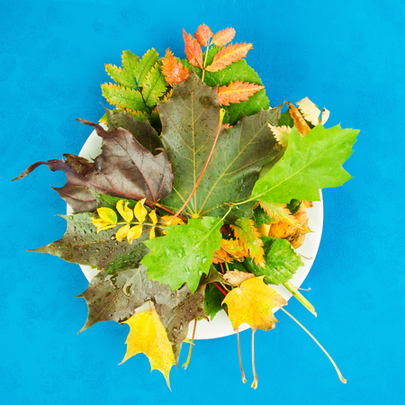 Colorful various autumn leaves on plate over blue background, flat lay style, Autumn concept, square...