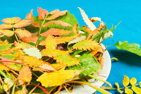 Colorful autumn leaves on plate, closeup view, selective focusの写真素材