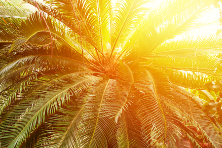 Toned palm tree with sun, nature tropical background, warm and hot country travel conceptの写真素材