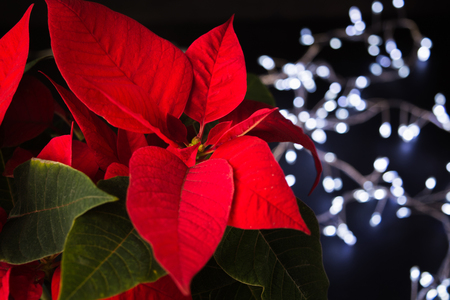 Red poinsettia flower, symbol of Christmas with garland lights, dark photoの写真素材