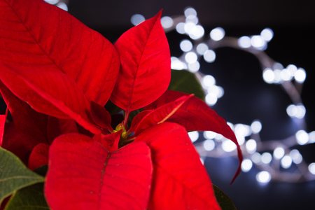 Christmas poinsettia with garland, selective focus with copy spaceの写真素材