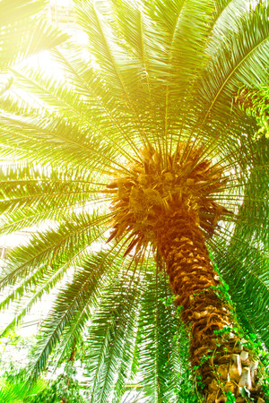 Palm tree nature texture background with shinning sun from branches, vertical shotの写真素材