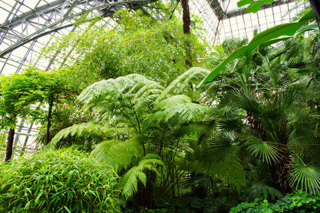 Green nature oasis in greenhouse background under glass roofの写真素材