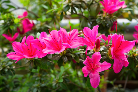 Pink azalea blossom on branch, nature flower spring backgroundの写真素材