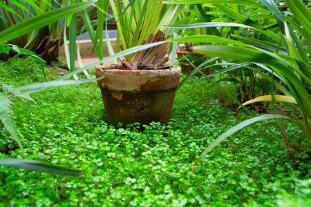 Old flower pot with green plant in green natureの写真素材