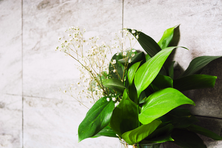 Green leaves in interior with grey stone wall with copy spaceの写真素材