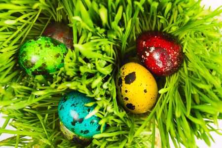 Easter bright background with colorful quail eggs in natural green grass, selective focusの写真素材