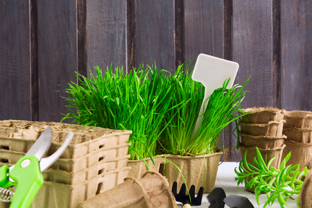 Gardening tools for spring seedling with sprouted grass, organic pots, pruner and white label for text on wooden background with copy spaceの写真素材
