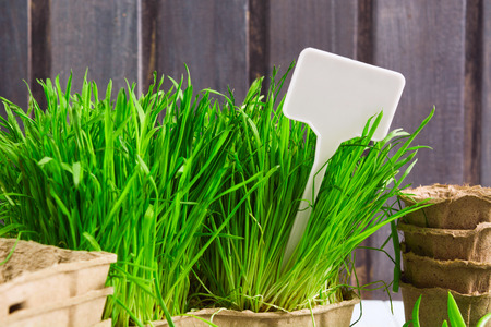 White label for spring gardening sale in green grass with organic pots on wooden background. Copy...