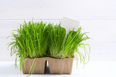 Fresh green grass in natural organic pots with white label in it. Sprouted wheat grains for animalsの写真素材