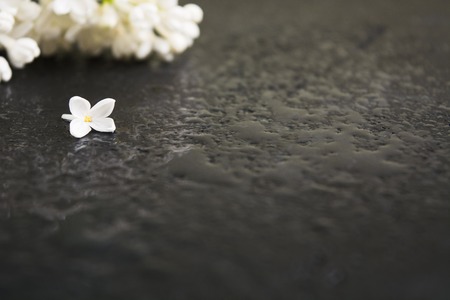 Spa concept with white aroma lilac on wet black background after rain. Copy space. Selective focus. One flower of lilac. Dark photo. Ready blank for textの写真素材
